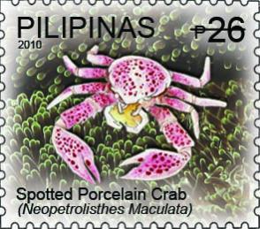 Name:  spotted-porcelain-crab-part-2-slash.jpg
Views: 333
Size:  25.5 KB