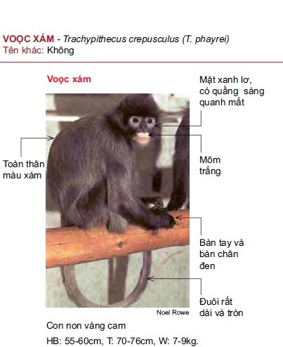 Name:  vooc xam.jpg
Views: 1348
Size:  53.6 KB