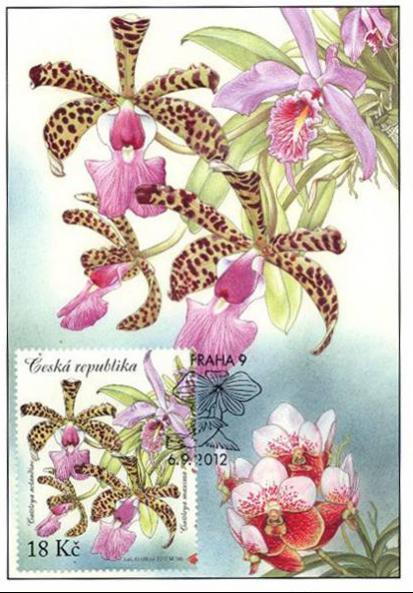 Name:  Czech Republic ORCHIDS 2012-3.jpg
Views: 421
Size:  52.9 KB