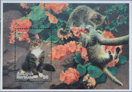 Name:  463-cats antigua barbuda 1995-55k.jpg
Views: 1822
Size:  95.7 KB