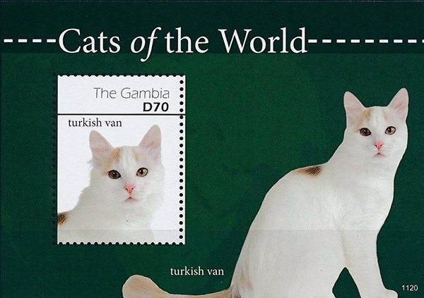 Name:  Turkish Van_Gambia.jpg
Views: 260
Size:  232.0 KB