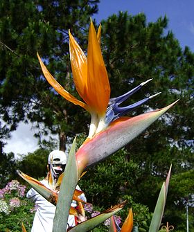 Name:  280px-Bird_of_Heaven_Plant_in_Dalat_City%2C_Vietnam[1].jpg
Views: 1409
Size:  30.2 KB