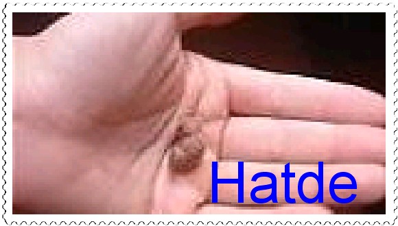 Name:  hatde.jpg
Views: 931
Size:  51.4 KB