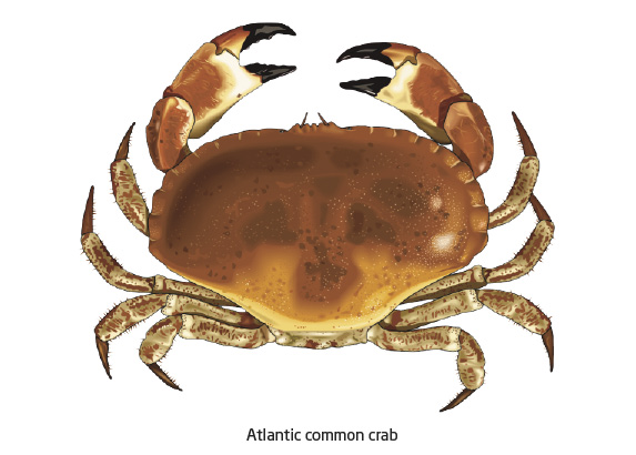 Name:  01_atlantic_common_crab.jpg
Views: 4671
Size:  65.6 KB