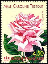 Name:  ros-france1999-rose1-small.jpg
Views: 1583
Size:  17.4 KB