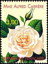 Name:  ros-france1999-rose2-small.jpg
Views: 1551
Size:  16.3 KB