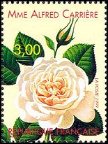 Name:  ros-france1999-rose2-small.jpg
Views: 1552
Size:  16.3 KB