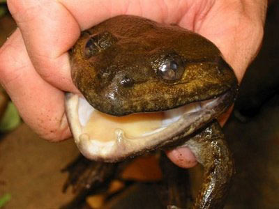 Name:  frog4.jpg
Views: 5294
Size:  25.6 KB