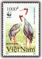 Name:  sếu đầu đò 3.jpg
Views: 2580
Size:  13.9 KB