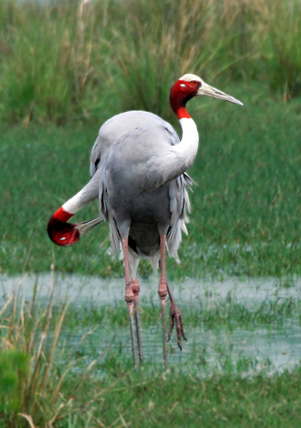 Name:  Sarus_Crane_(Grus_antigone)_in_Display_at_Sultanpur_I_Picture_134.jpg
Views: 3951
Size:  112.5 KB