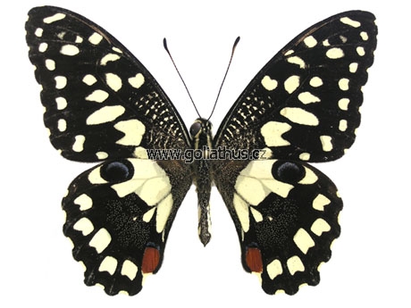 Name:  papilio-demoleus-male-103.jpg
Views: 2107
Size:  92.0 KB