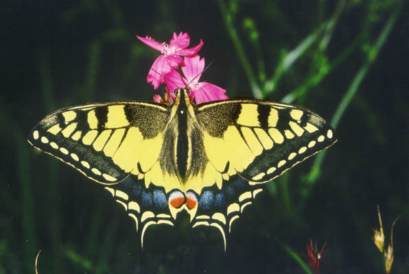 Name:  machaon-6u.jpg
Views: 1850
Size:  42.5 KB