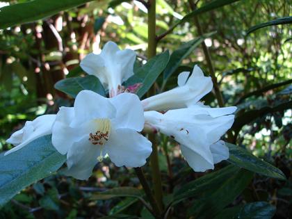 Name:  Rhododendron maddenii.jpg
Views: 742
Size:  53.0 KB