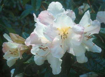 Name:  Rhododendron maddenii1.jpg
Views: 719
Size:  15.0 KB