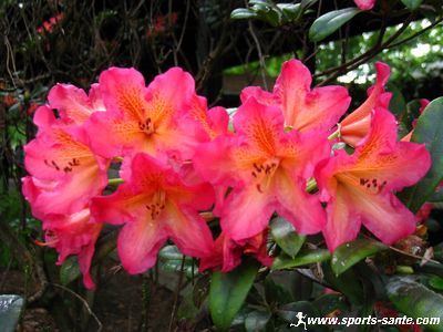 Name:  Fleur de rhododendron Rhododendron dichroanthum.jpg
Views: 960
Size:  42.2 KB