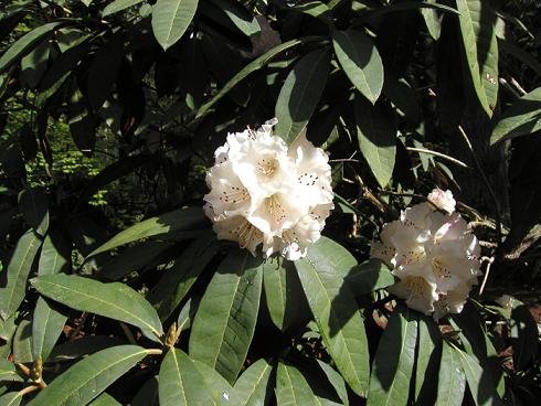 Name:  Rhododendron arboreum ssp. cinnamomeum var. album.jpg
Views: 623
Size:  57.4 KB