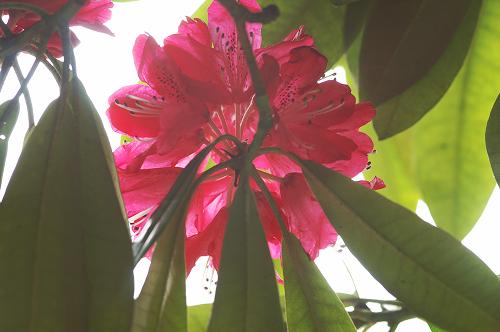 Name:  Rhododendron%20arboreum%20Group.jpg
Views: 622
Size:  23.1 KB