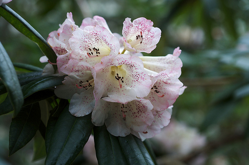 Name:  Rhododendron irroratum.jpg
Views: 1138
Size:  88.9 KB