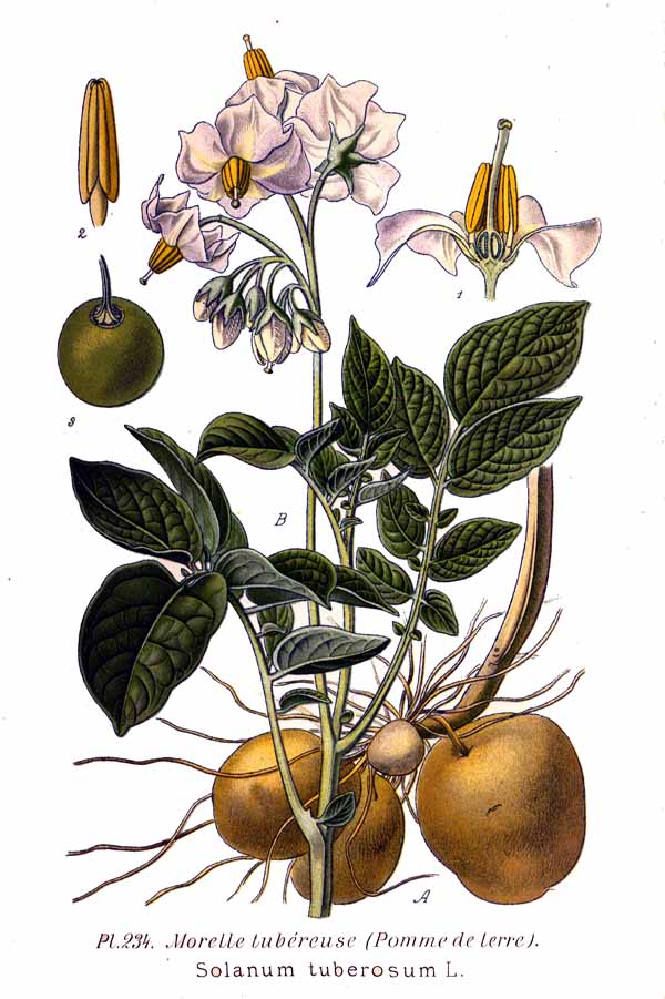 Name:  234_Solanum_tuberosum_L.jpg
Views: 13785
Size:  84.9 KB