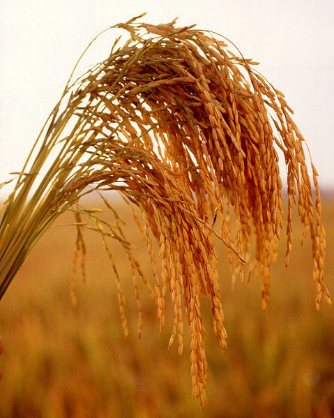 Name:  479px-US_long_grain_rice.jpg
Views: 13534
Size:  79.6 KB