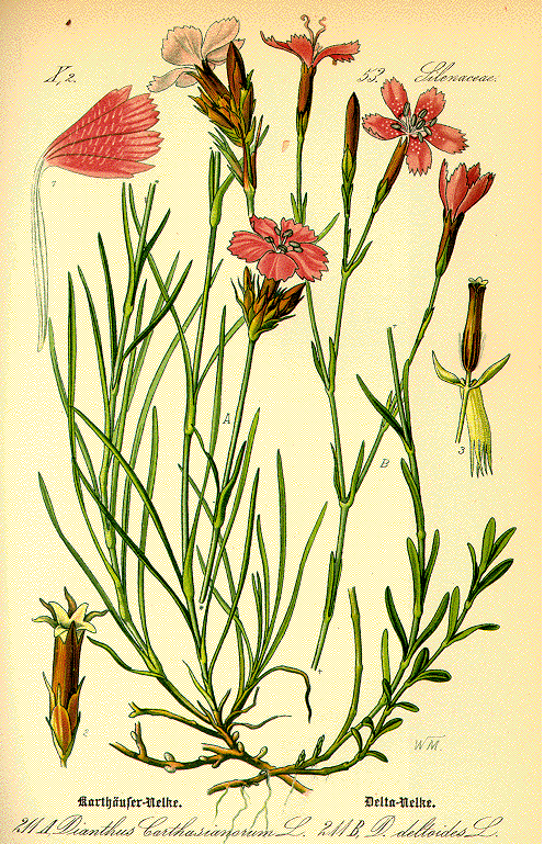 Name:  dianthus.GIF
Views: 2142
Size:  172.9 KB