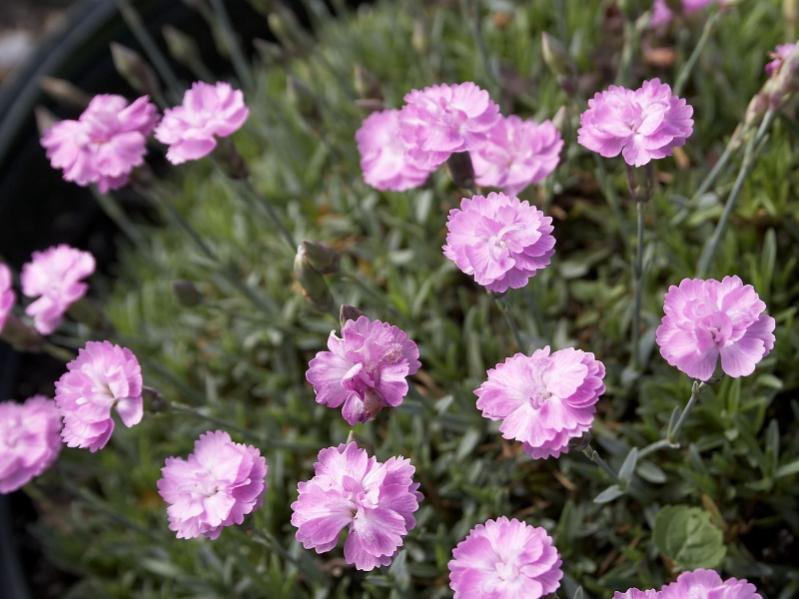 Name:  dianthus_gratianopolitanus_tiny_rubies.jpg
Views: 2201
Size:  66.4 KB