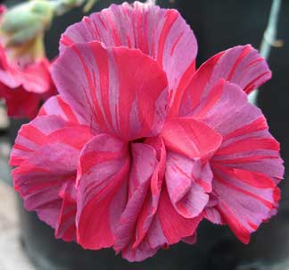 Name:  dianthus_chomley_farran.jpg
Views: 1875
Size:  13.7 KB