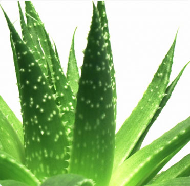 Name:  AloeVera.jpg
Views: 8928
Size:  30.0 KB