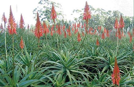 Name:  Aloe_arborescens.jpg
Views: 19552
Size:  47.5 KB