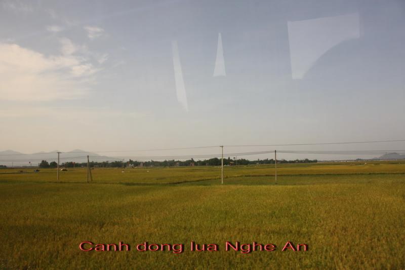 Name:  Copy of dong lua Nhge An.jpg
Views: 673
Size:  35.2 KB